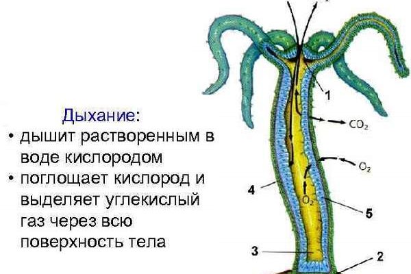 Актуальное зеркало kraken