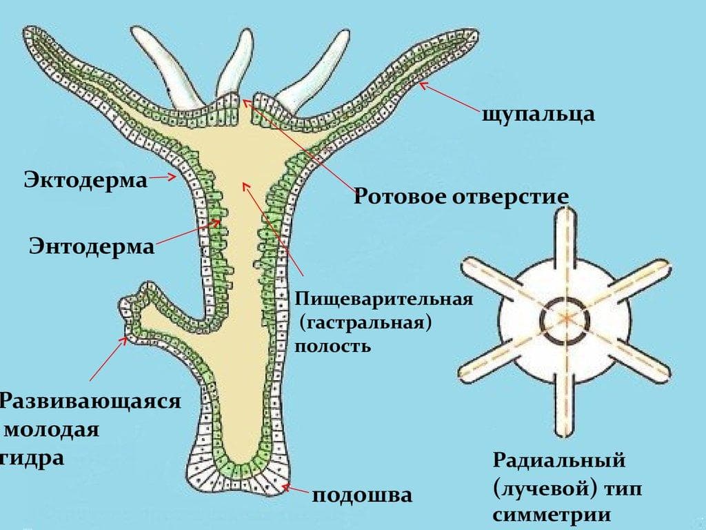 Как вывести деньги с kraken